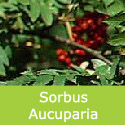 Mountain Ash or Rowan Tree Sorbus Aucuparia HARDY +RED FRUIT + COASTAL + EXPOSED **FREE UK MAINLAND DELIVERY + FREE 100% TREE WARRANTY**